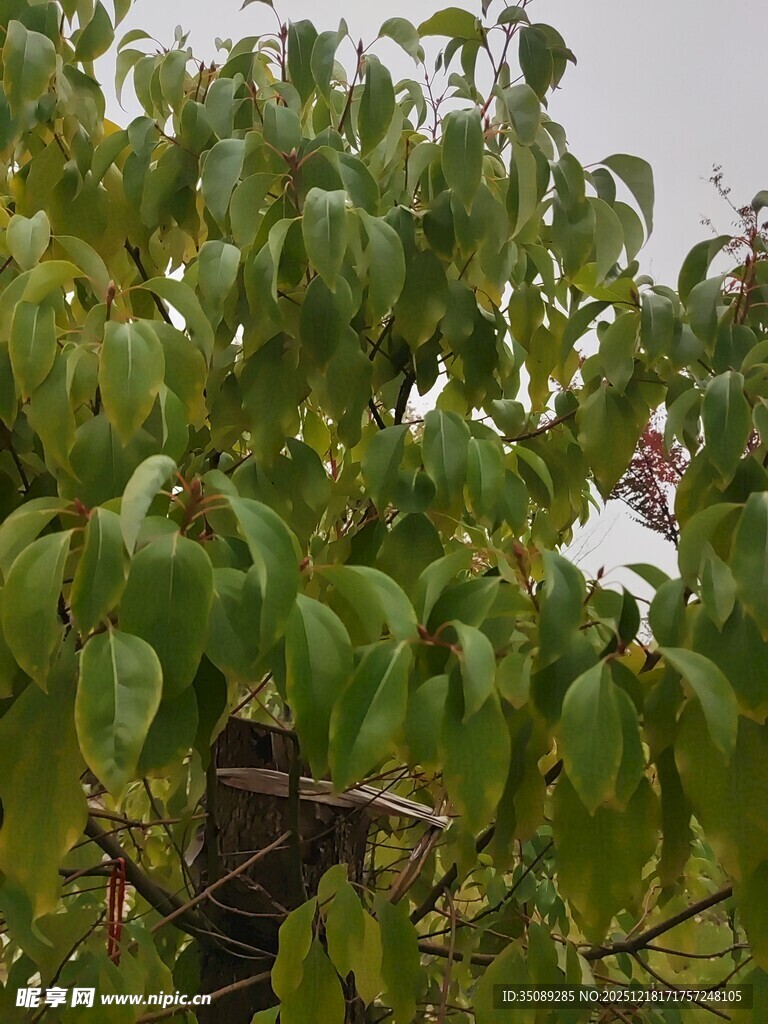绿叶繁茂的植物景象