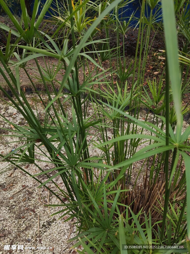 野外生长的绿色细长植物