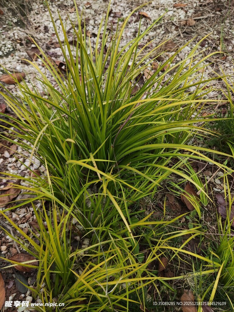 翠绿丛生的观赏草植物
