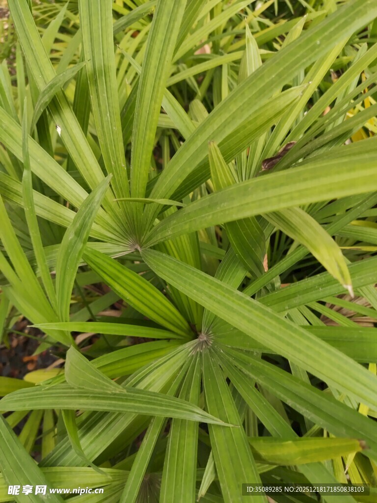 翠绿伞状植物叶片特写