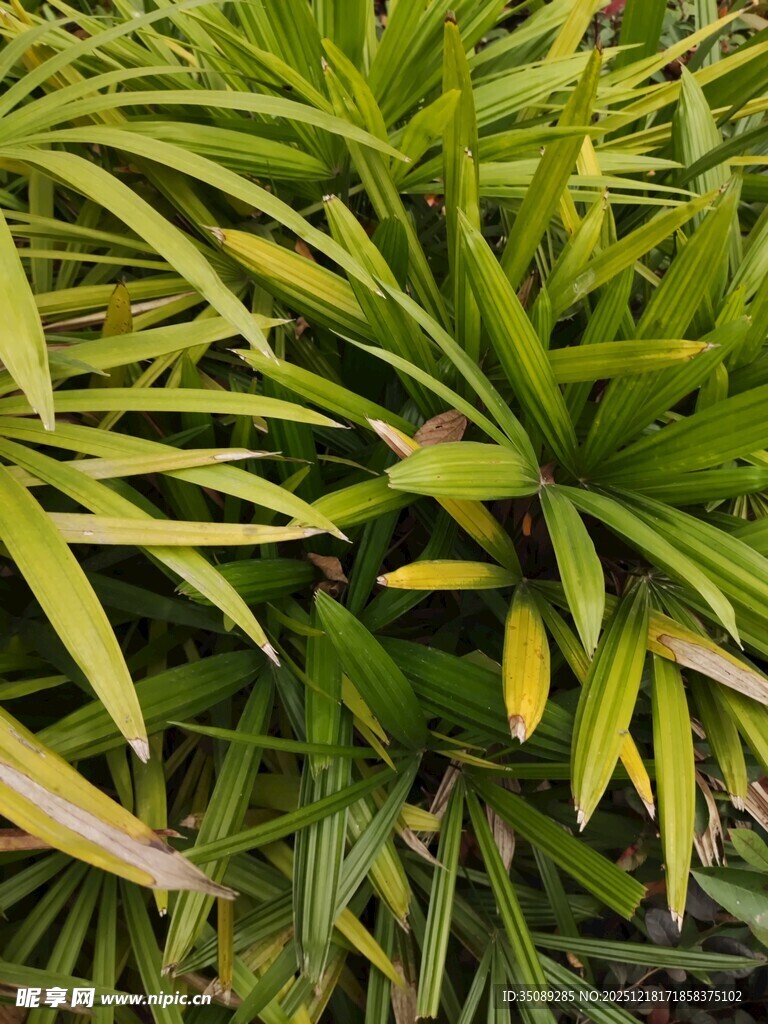 翠绿舒展的热带植物叶片