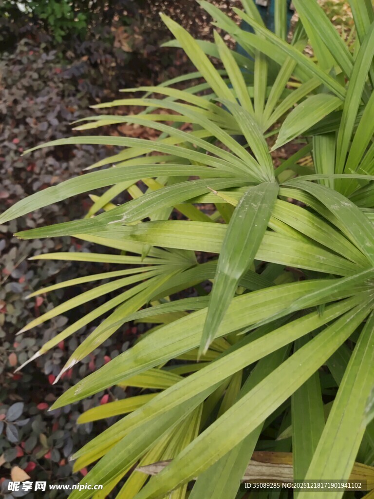 翠绿舒展的扇形叶片植物