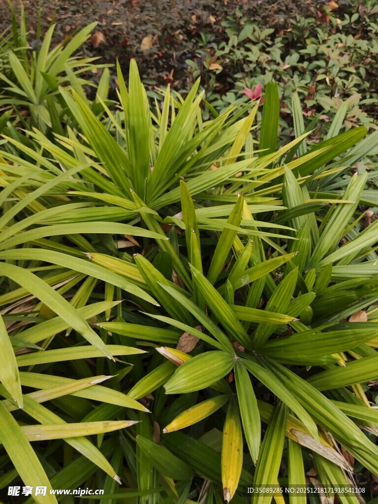 翠绿丛生的阔叶植物