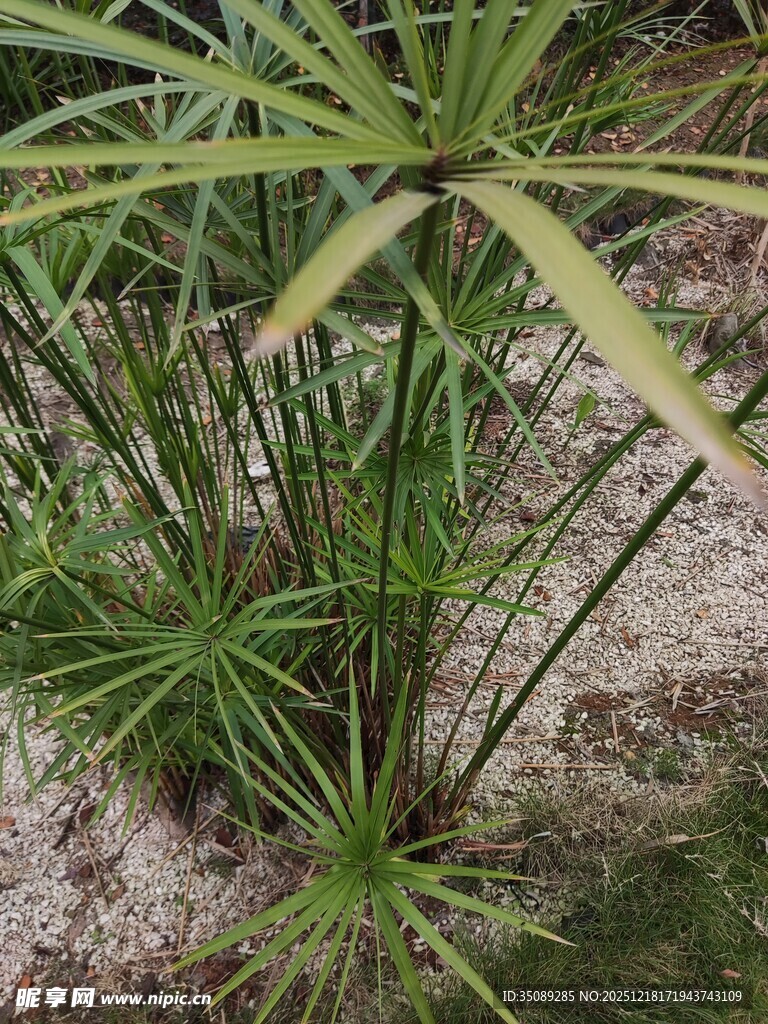 水边生长的翠绿旱伞草