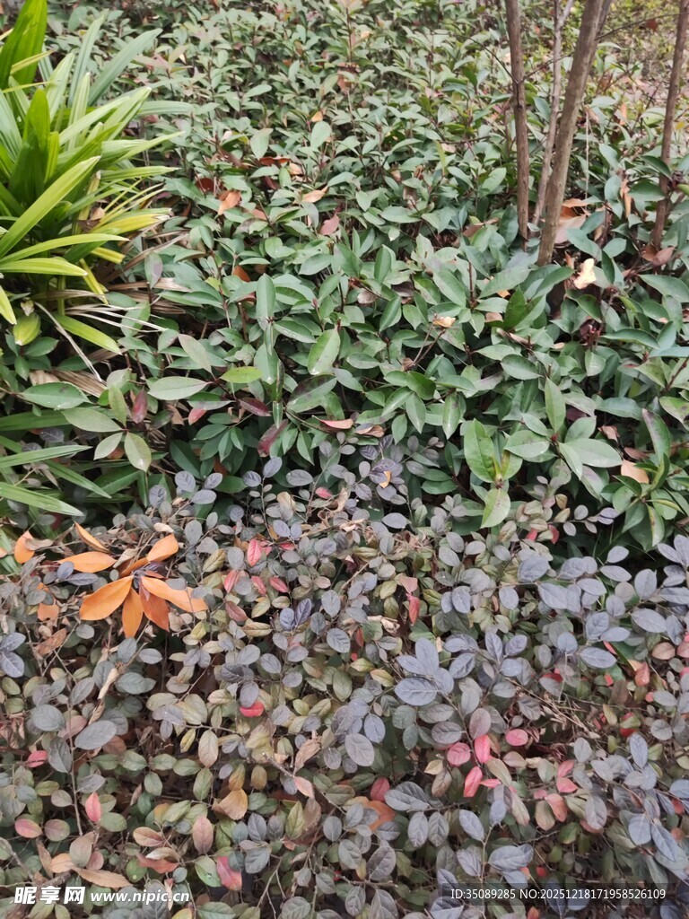 多彩多肉植物景观