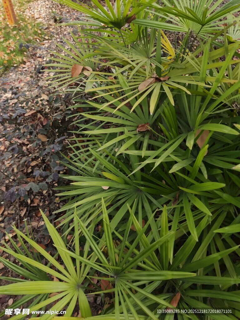 翠绿龙血树特写