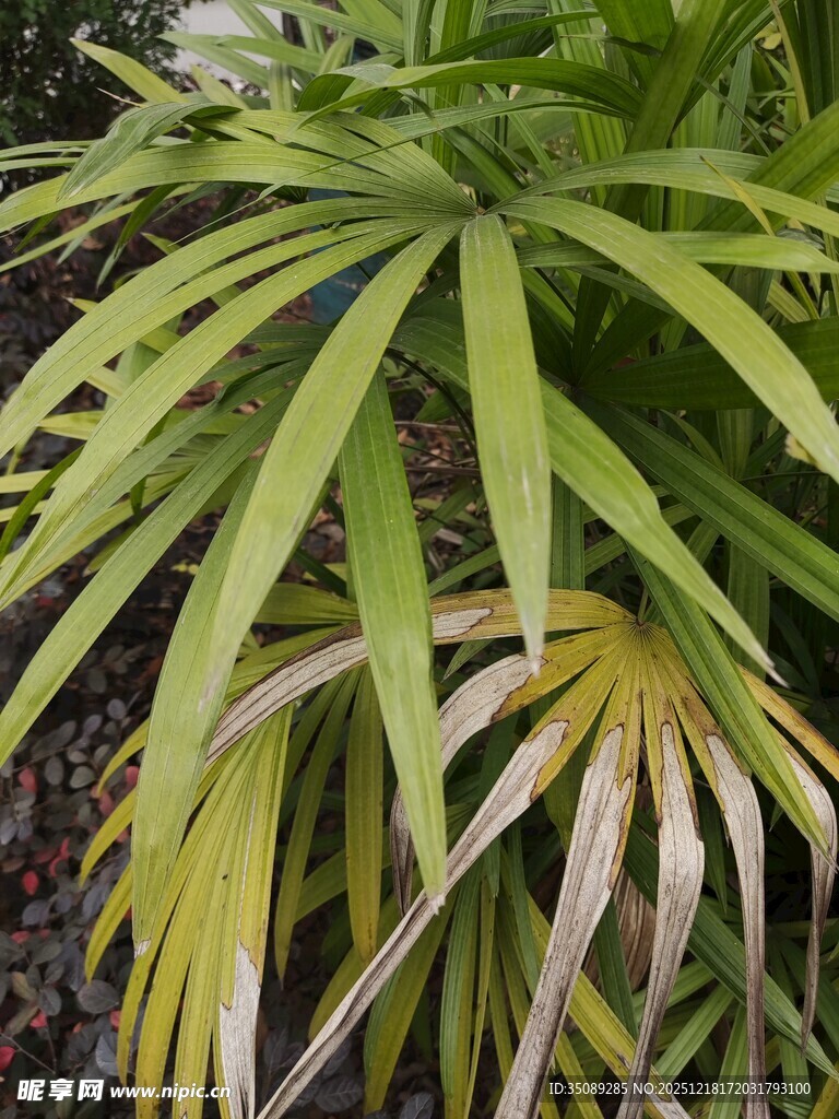 翠绿间泛黄的龙血树叶片