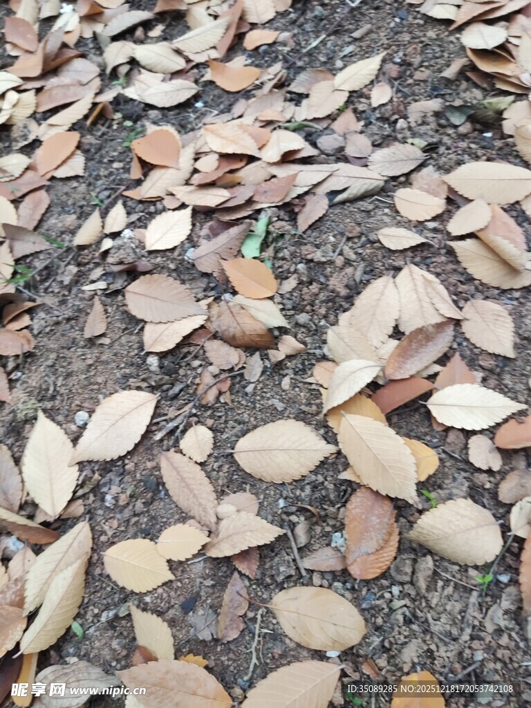 地面散落的枯黄树叶