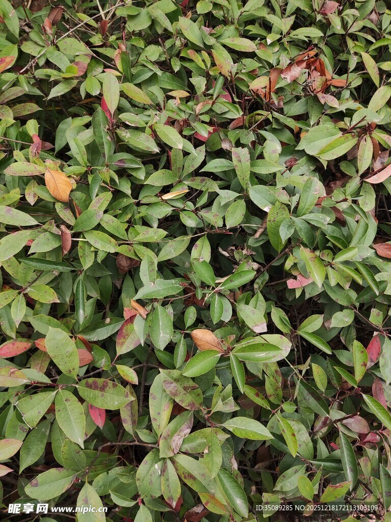 绿叶繁茂的植物景观