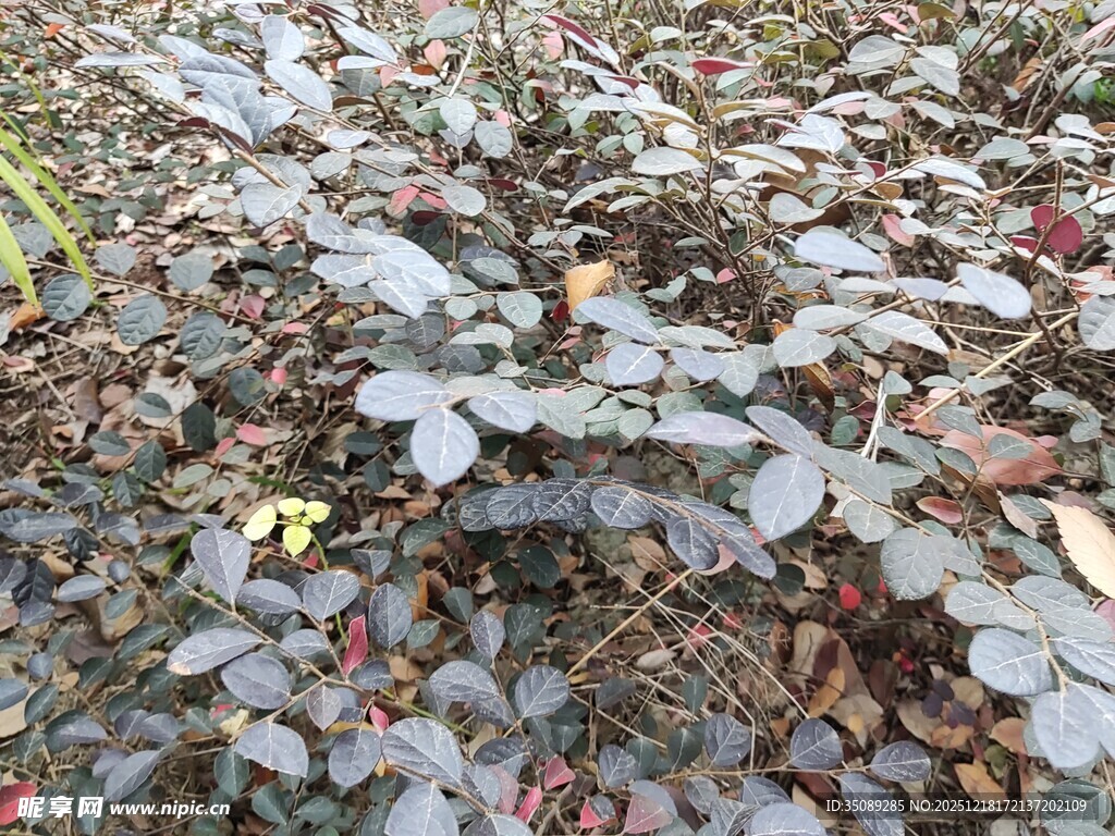 地面上的灰紫色植物叶片