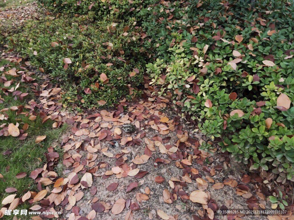 落叶铺地的绿植小径