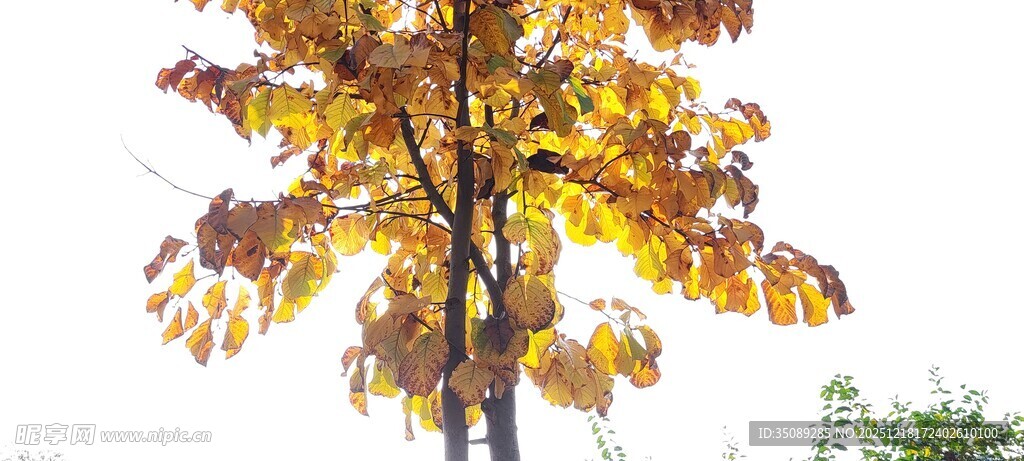 秋日斑斓树叶特写