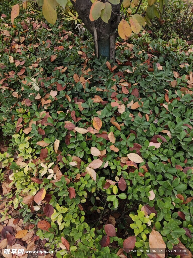 秋日落叶覆盖的绿植景观