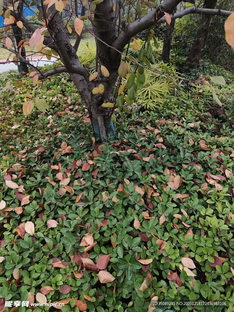 落叶覆盖的树下景象