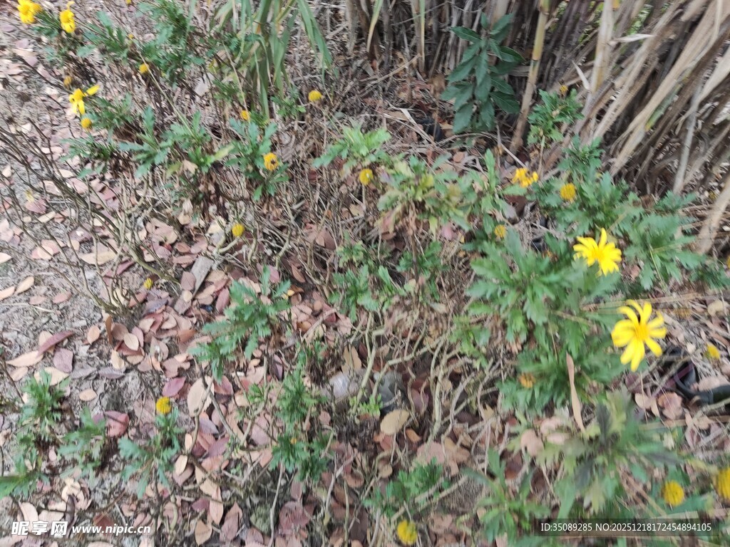 草丛中的黄色小花