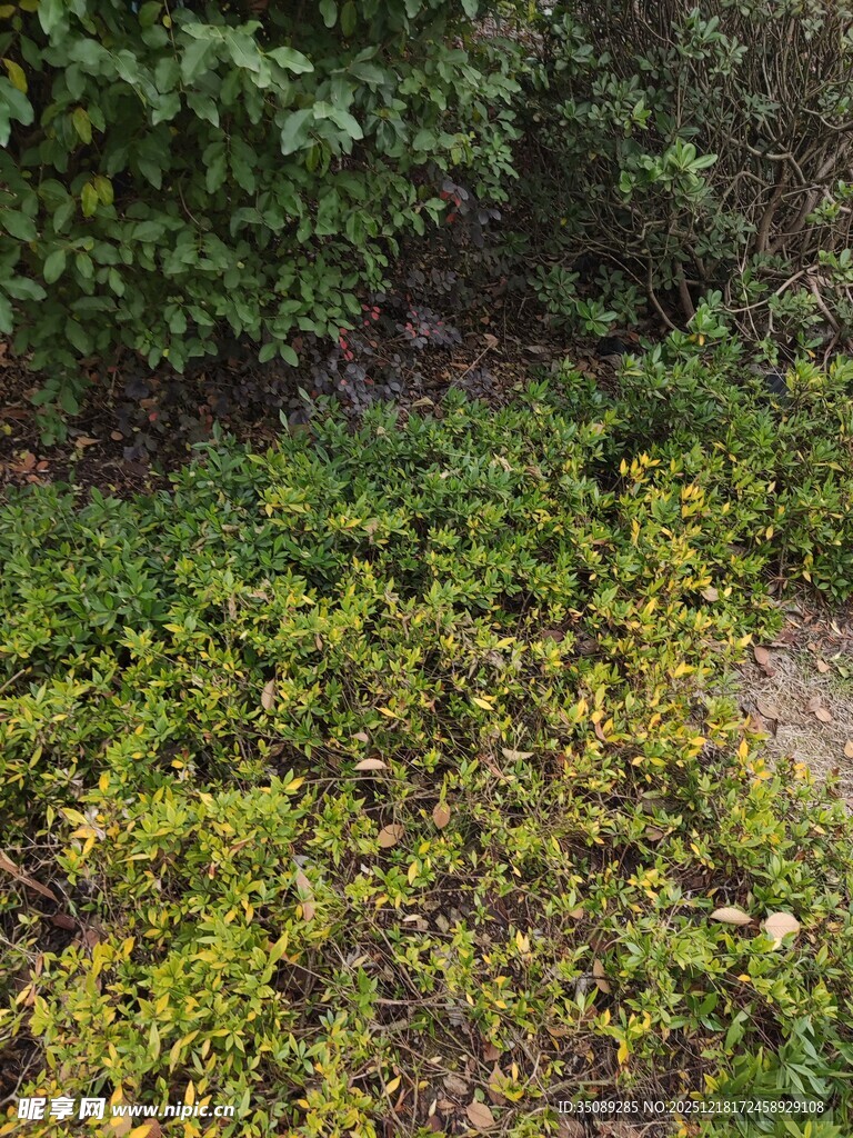 绿意盎然的地面植物景观