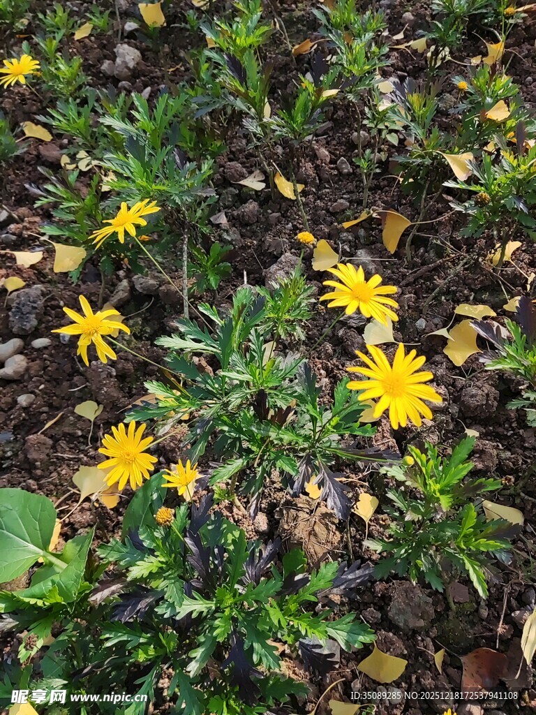 黄色小花绽放于绿植间