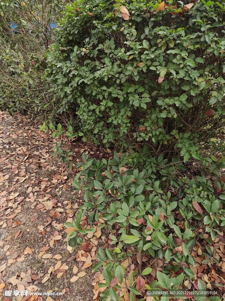 路边绿植与落叶景象