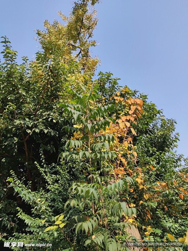 秋日枝头黄叶伴绿树