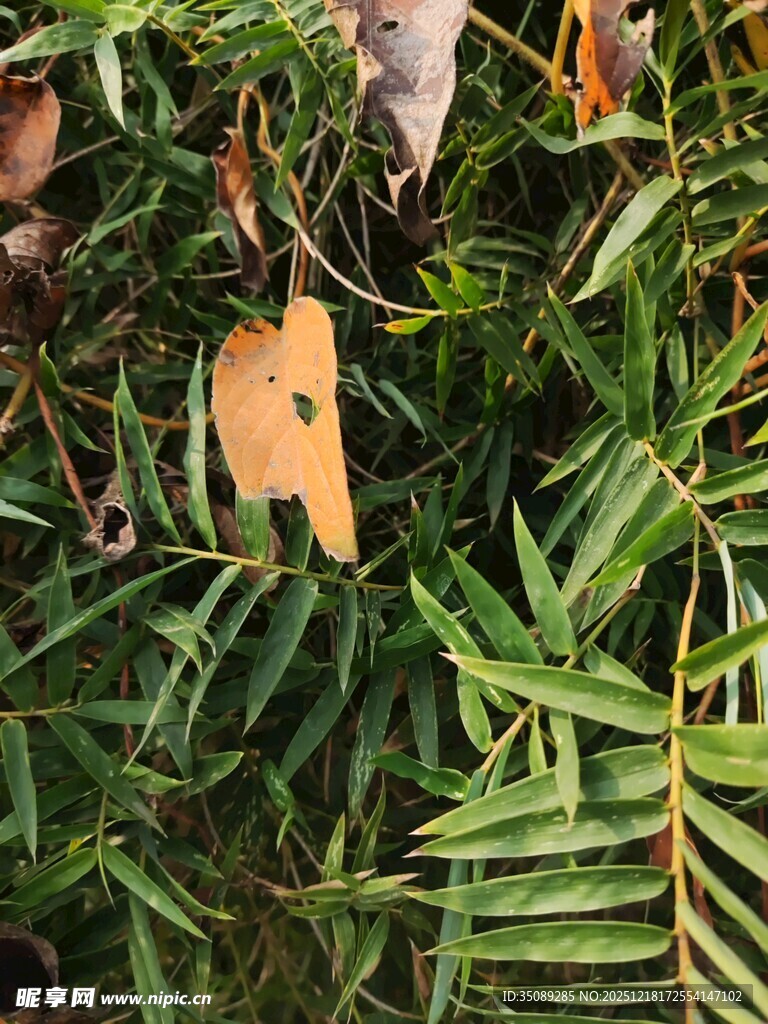 绿叶间的枯黄叶片