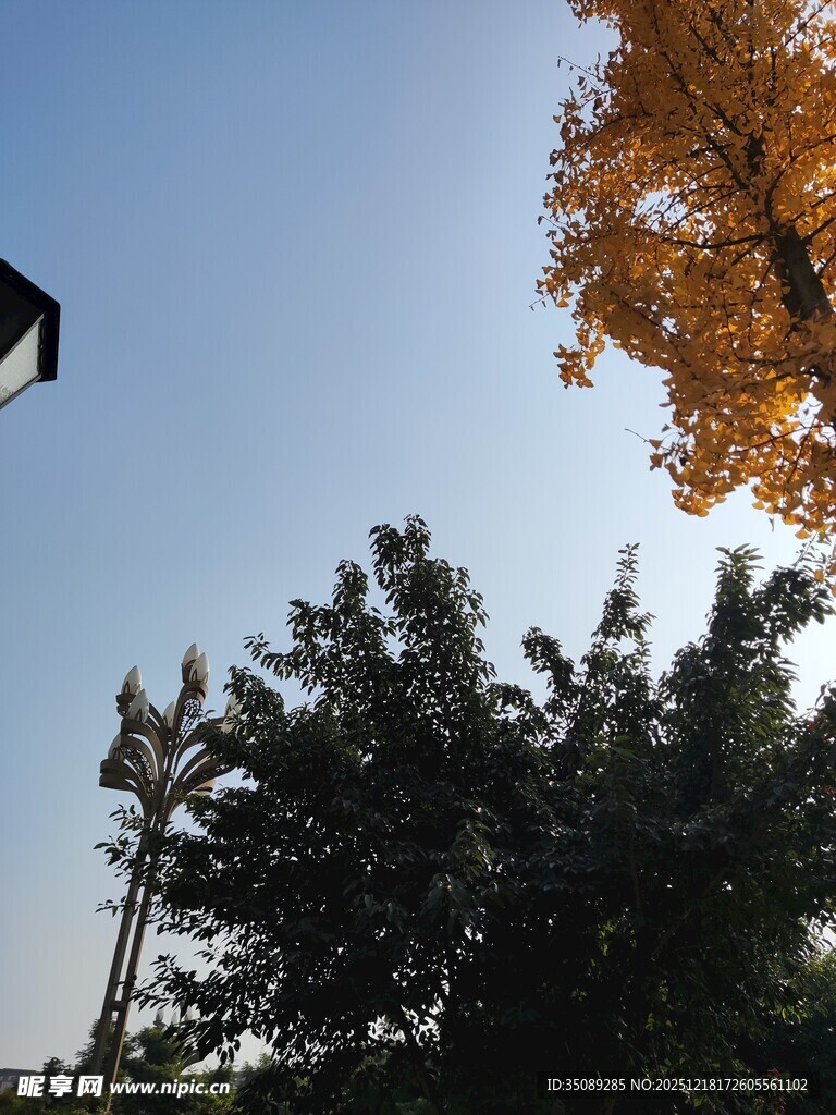 秋日树梢与蓝天景致