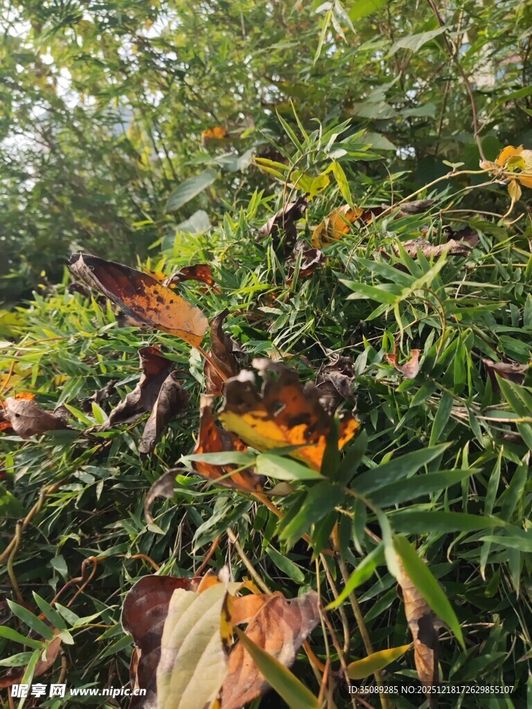 秋日野外繁茂植物景象