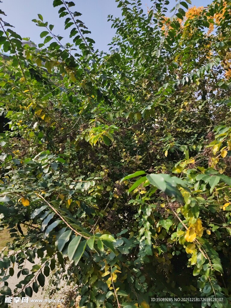 繁茂绿植展现自然生机