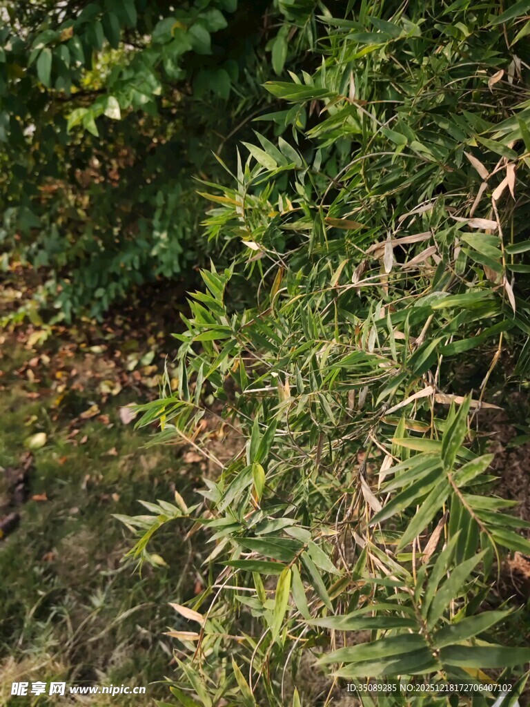 翠绿繁茂的植物枝叶