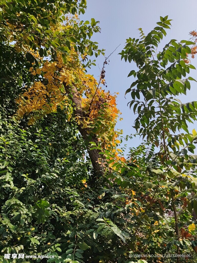 秋日繁茂树林景色