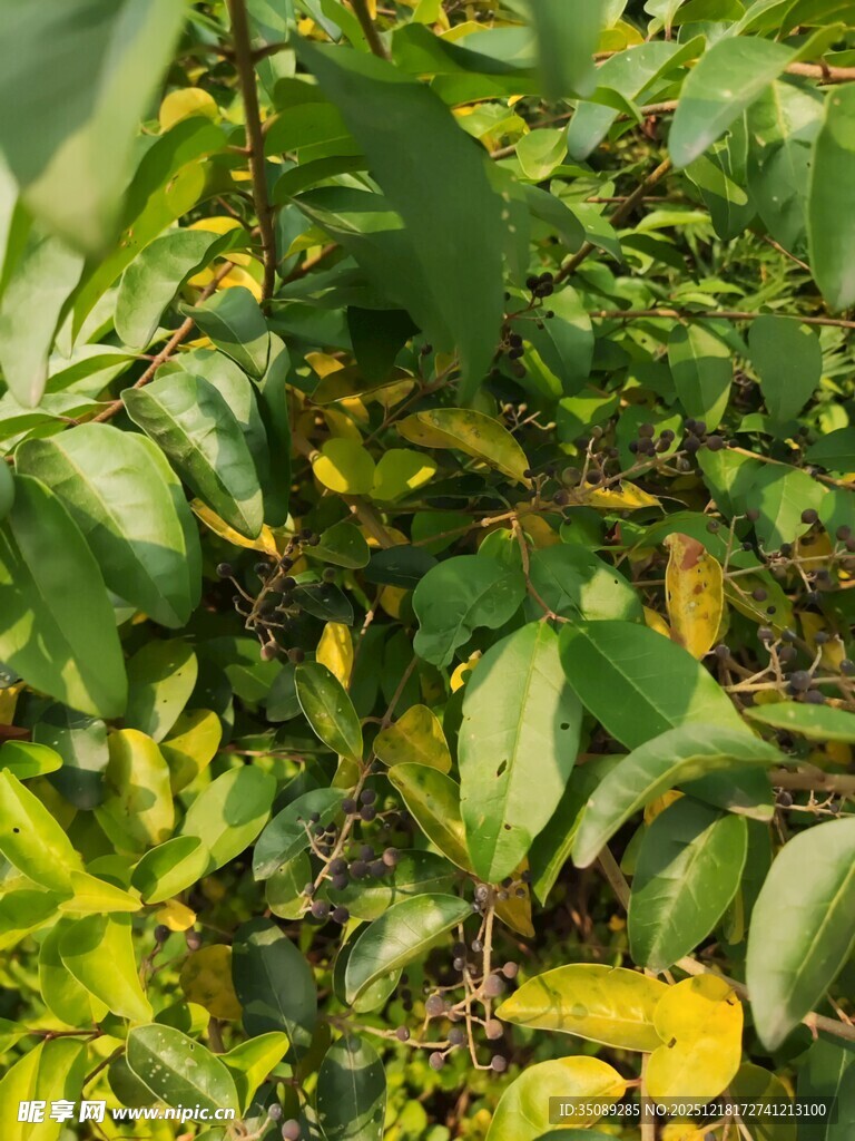 阳光下的翠绿植物叶片