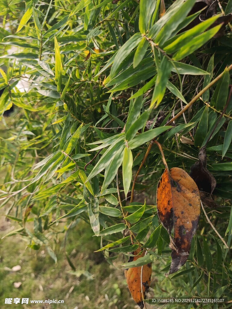 竹林中觅食的小鸟