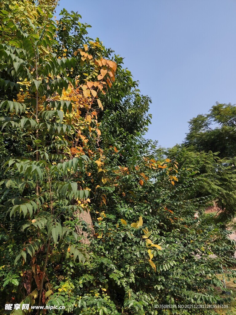 树上挂满橙黄果实