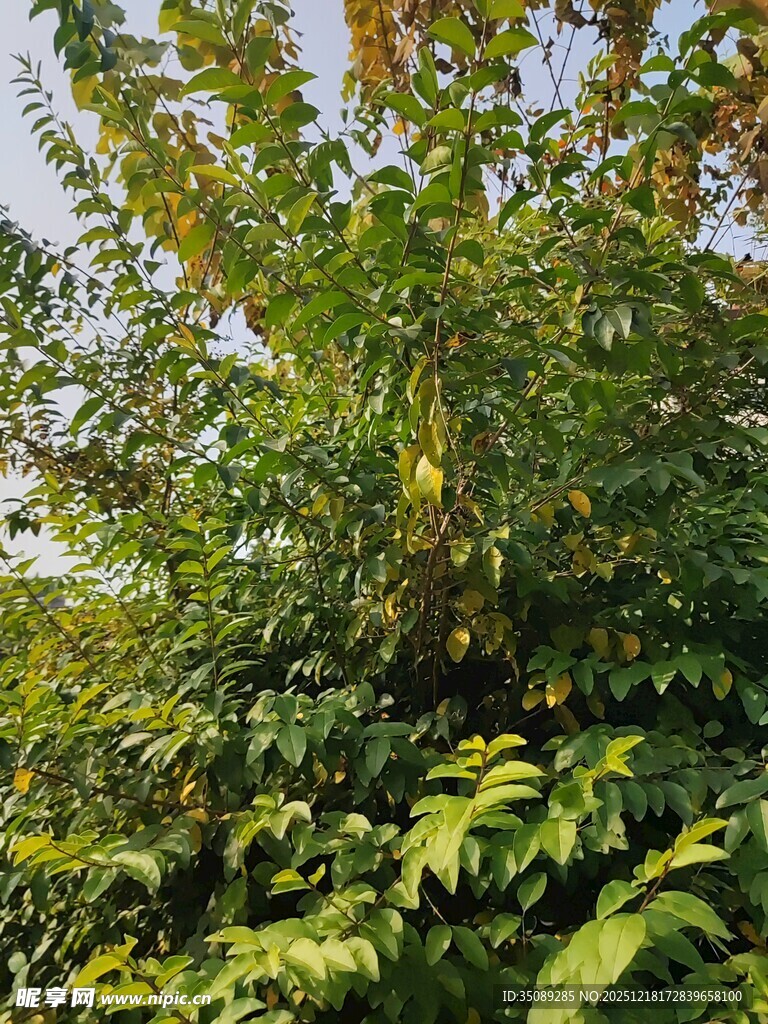 繁茂绿植展现自然生机
