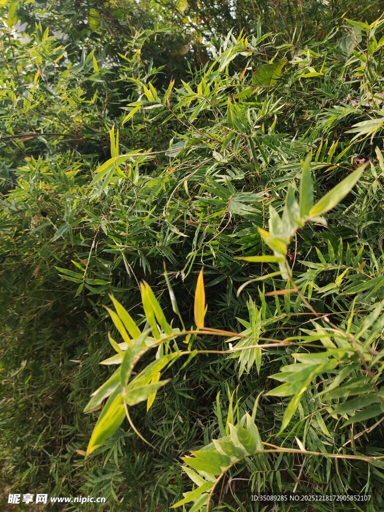 翠绿丛中亮眼黄竹叶片