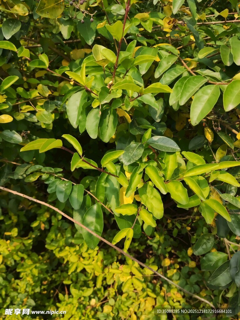 翠绿繁茂的树叶景观