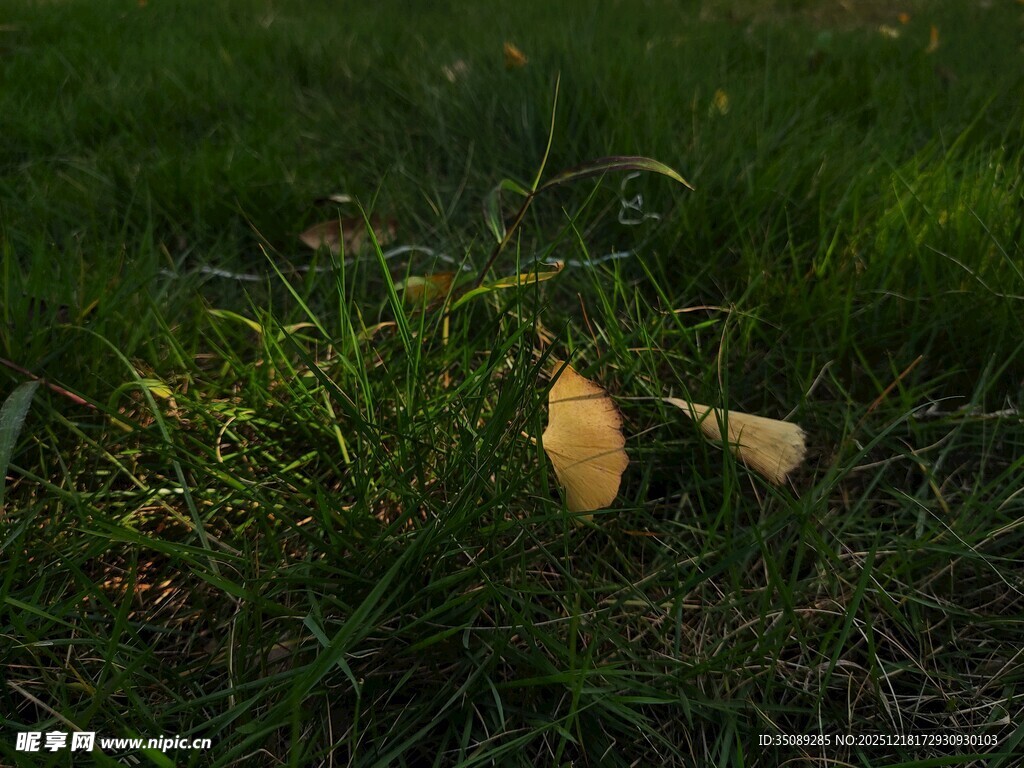 草地上的两片枯黄落叶