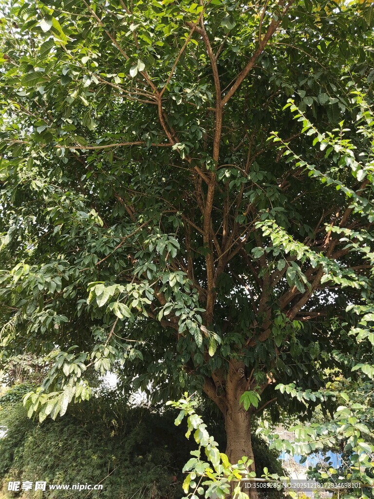 茂密葱郁的高大树木