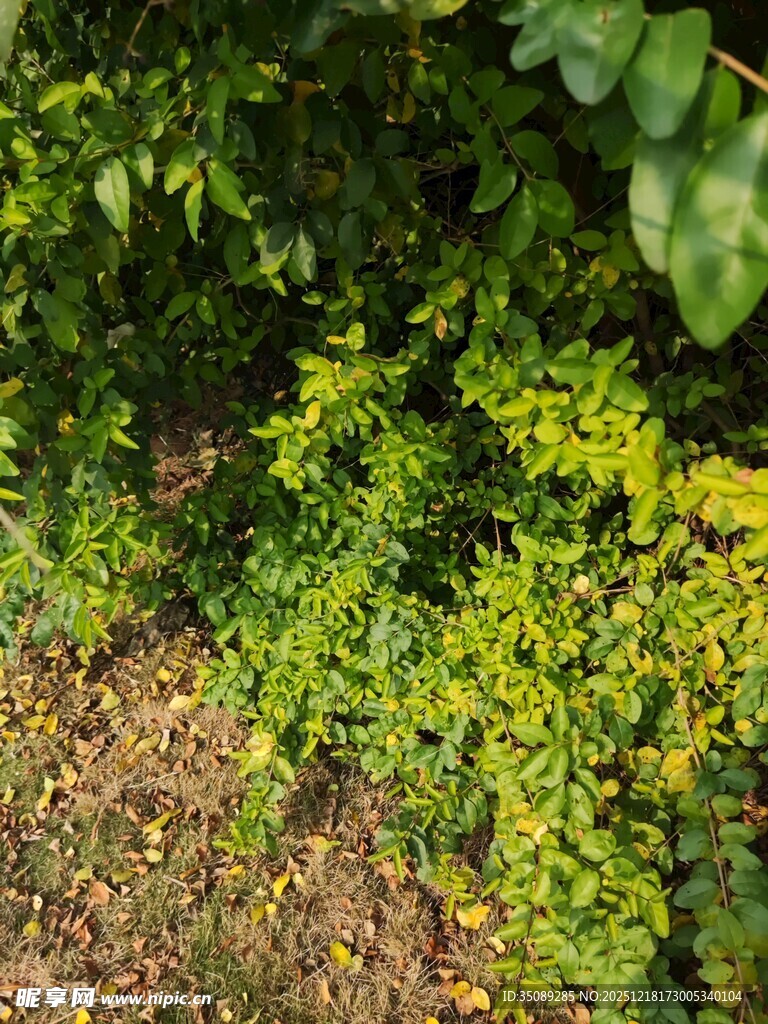 阳光下的翠绿植物