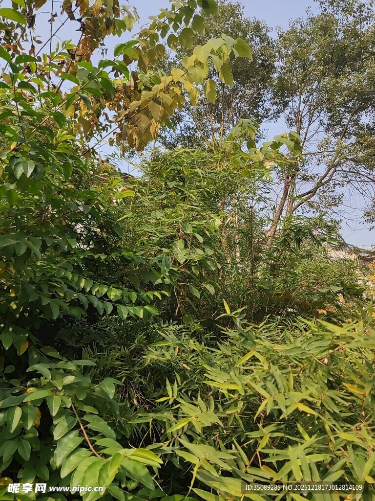 茂密丛林绿意盎然