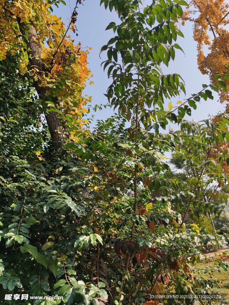 秋日繁茂树林景观