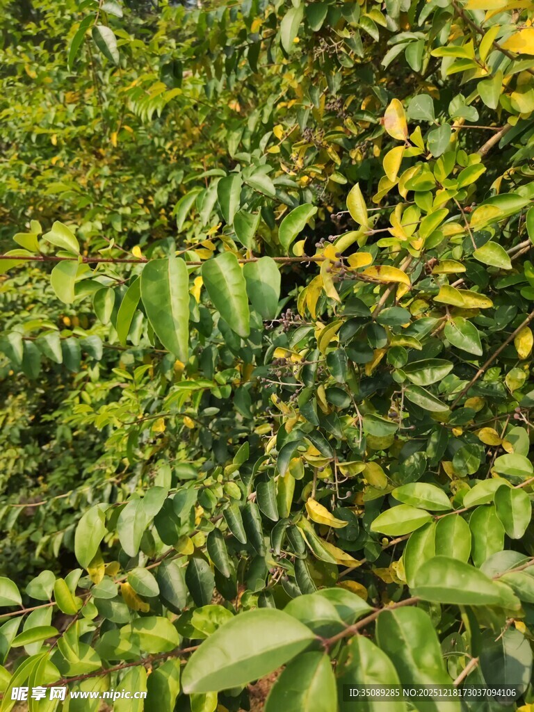 翠绿繁茂的植物景观