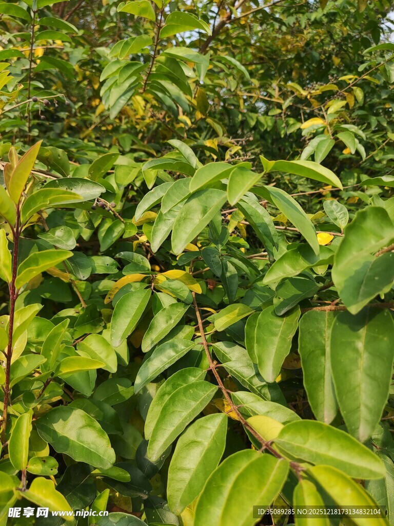翠绿繁茂的植物叶片