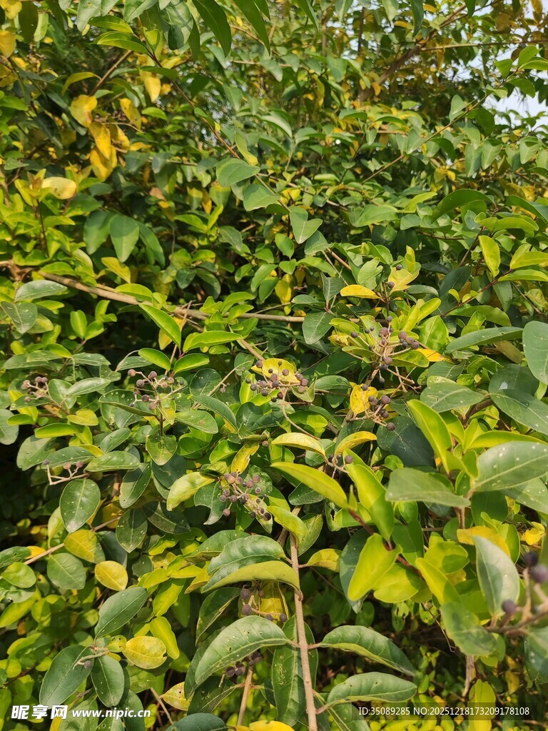 繁茂绿植展现自然生机