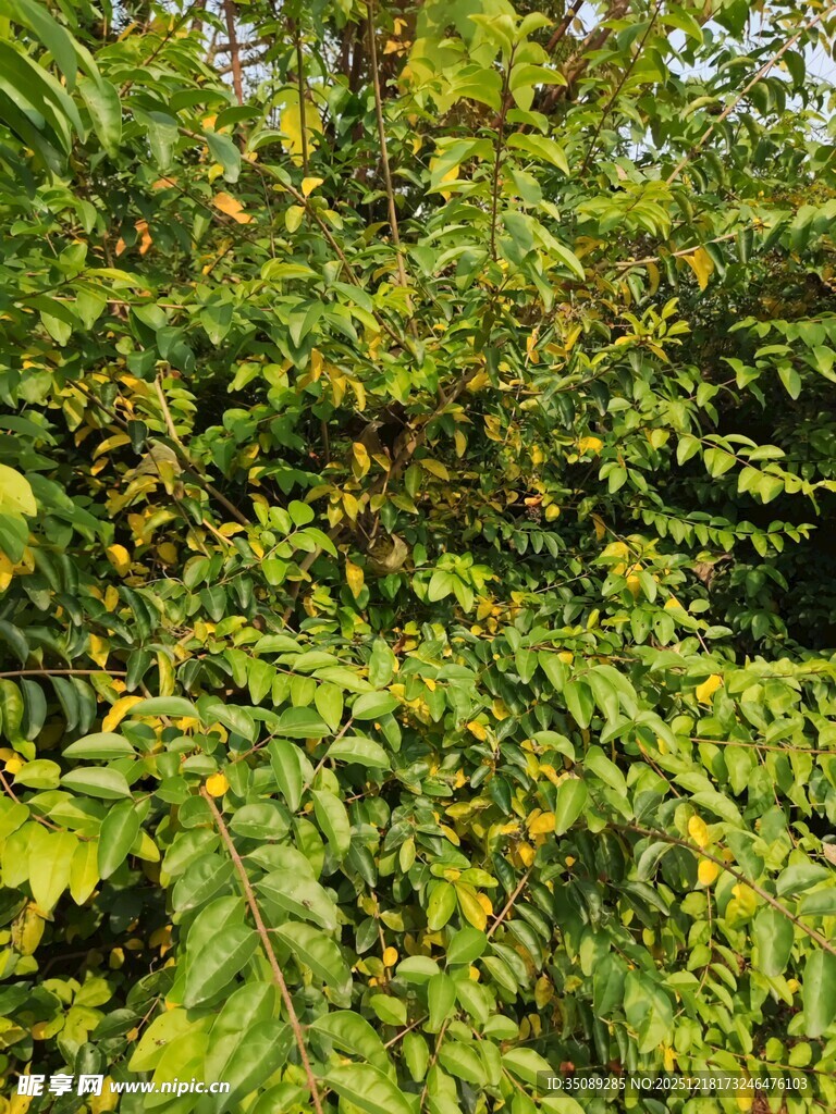 繁茂绿植展现自然生机