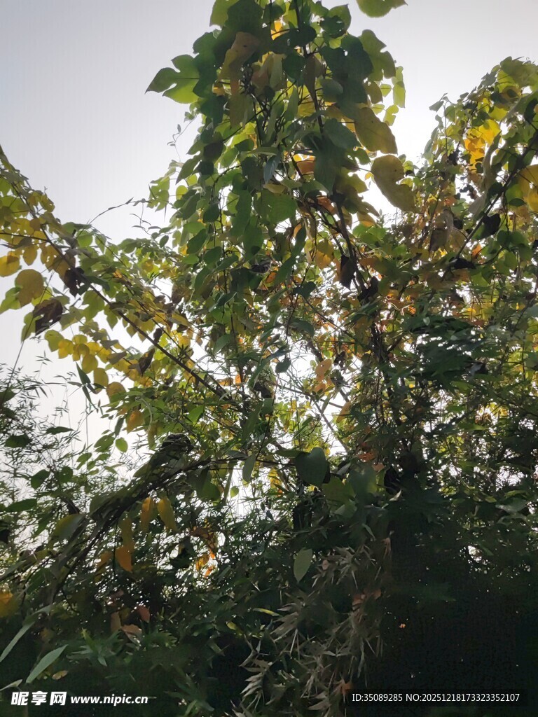 繁茂绿植展现自然生机