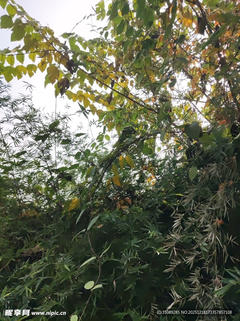 繁茂树林中的多彩枝叶