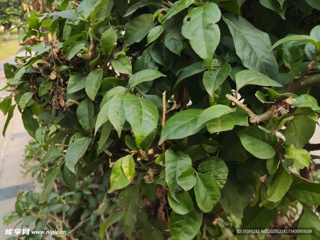 绿叶繁茂的室内绿植