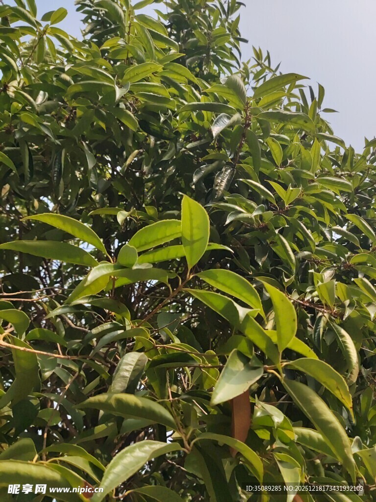 绿叶繁茂的树木景象