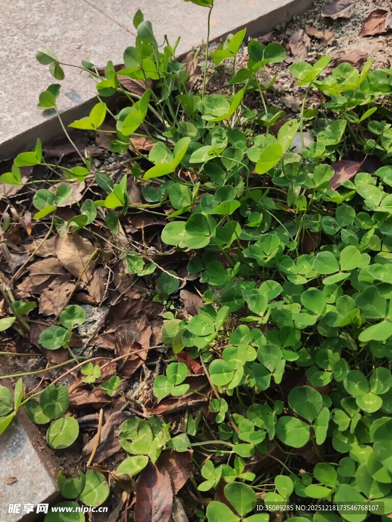 路边生长的嫩绿植物