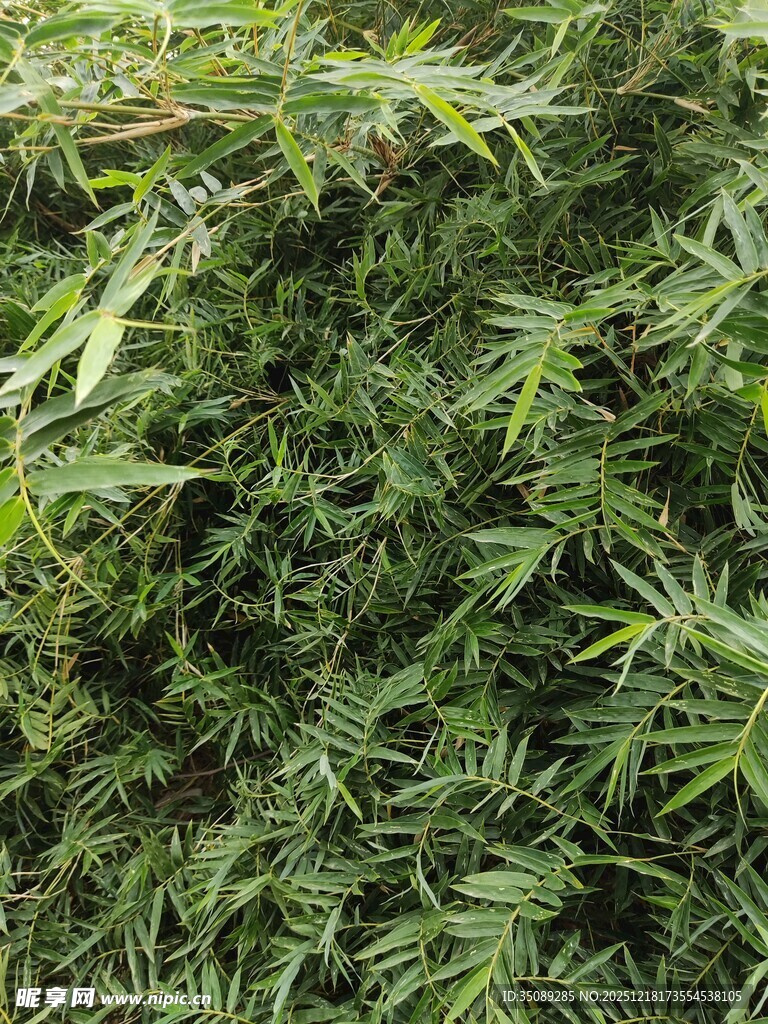 茂密翠绿的植物枝叶